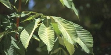 Castaño de Indias - Hojas (Aesculus hippocastanum)