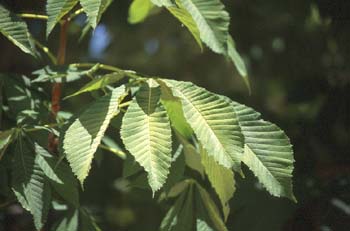 Castaño de Indias - Hojas (Aesculus hippocastanum)