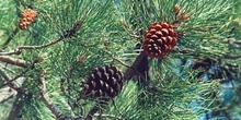 Pino resinero - Piñas (Pinus pinaster)