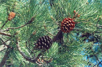 Pino resinero - Piñas (Pinus pinaster)