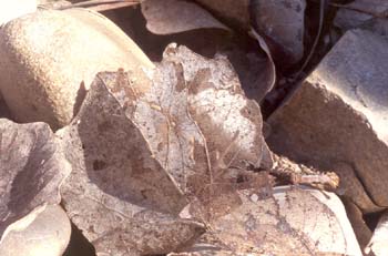 Chopo - Hoja reciclada (Populus sp.)