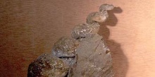 Turritella terebralis (Moluscos-Gasterópodos) Mioceno