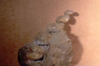 Turritella terebralis (Moluscos-Gasterópodos) Mioceno