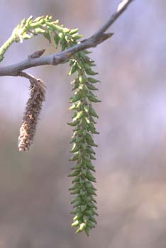 álamo blanco - Flor fem. (Populus alba)