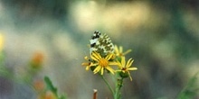 Blanquiverdosa (Pontia daplidice)