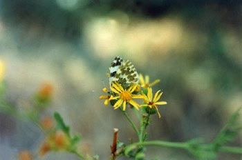 Blanquiverdosa (Pontia daplidice)