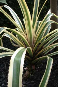 Planta, hojas (Ananá)