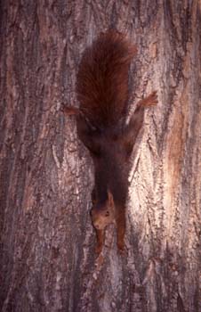 Ardilla roja (Sciurus vulgaris)