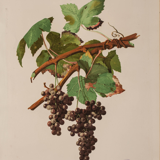 IES_CARDENALCISNEROS_BOTÁNICA_II_LÁMINAS_073