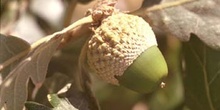 Rebollo / melojo - Bellota (Quercus pyrenaica)