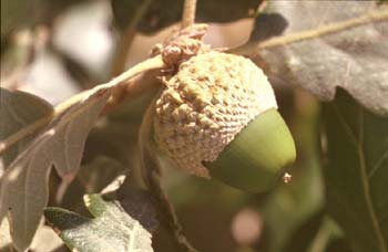 Rebollo / melojo - Bellota (Quercus pyrenaica)