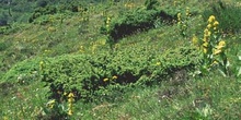 Enebro común (Juniperus communis)