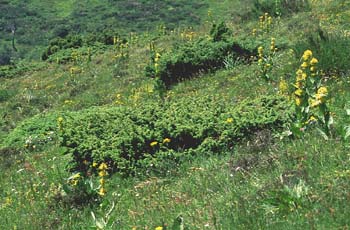 Enebro común (Juniperus communis)