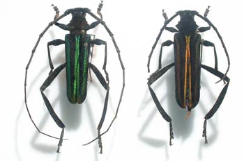 Callicroma sp. (Asia)