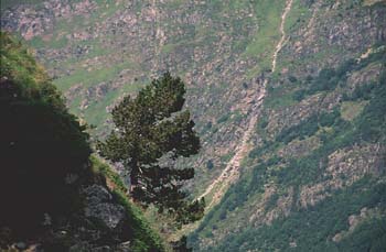 Pino negro - Porte (Pinus uncinata)