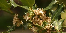 Acebo - Flores (Ilex aquifolium)