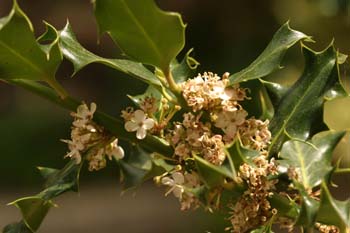 Acebo - Flores (Ilex aquifolium)