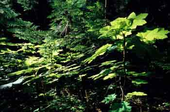 Vegetación de las Montañas Rocosas