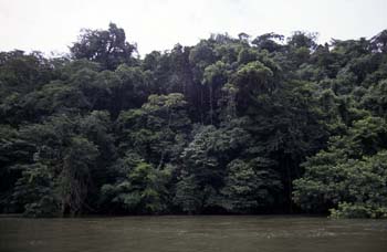 Vegetación selvática en las orillas del río Dulce, Livingston, G
