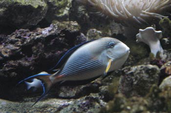 Pez cirujano rayado (Acanthurus sohal)