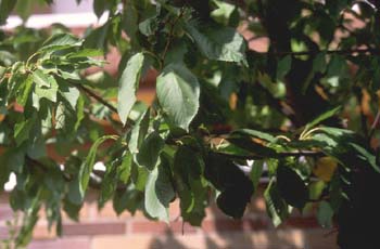 Cerezo - Hoja (Prunus avium)