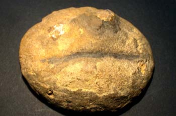 Cyclolites elliptica (Coral) Cretácico