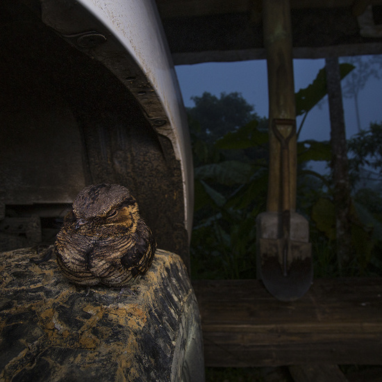Ganadores del Wildlife Photographer of the Year 2017 1