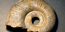 Lytoceras fimbriatum (Ammonites) Jurásico