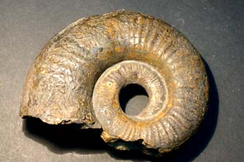 Lytoceras fimbriatum (Ammonites) Jurásico