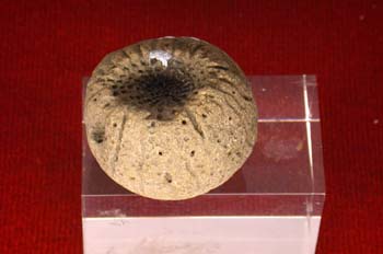 Porifero (Esponja) Silúrico