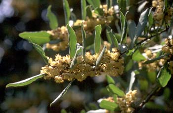 Laurel - Hojas/Flores Masc (Laurus nobilis)