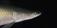 Paiche (Arapaima gigas)