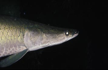 Paiche (Arapaima gigas)