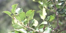 Pudio (Rhamnus alpina)