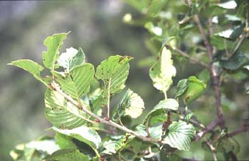 Pudio (Rhamnus alpina)