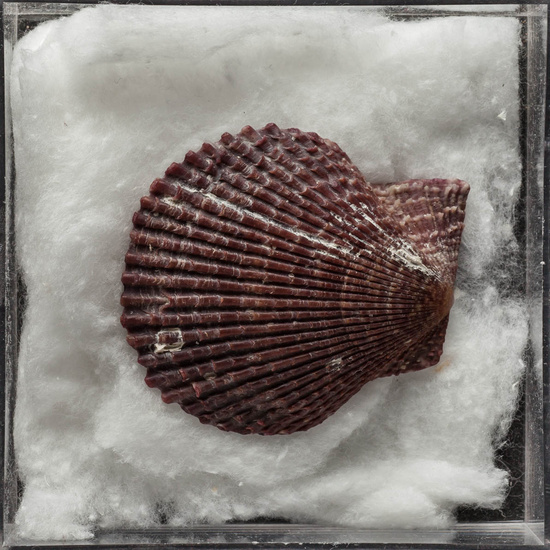 IES_ISABELLACATOLICA_BIOLOGIA_486