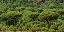 Pino piñonero-Bosque (Pinus pinea)
