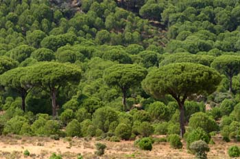 Pino piñonero-Bosque (Pinus pinea)
