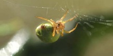 Araña común verde (Araniella curcubutina)