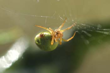 Araña común verde (Araniella curcubutina)