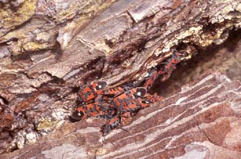 Chinche Zapatero (Lygaeus equestris)