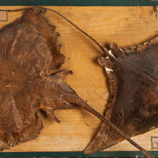 IES_SANISIDRO_BIOLOGIA_360