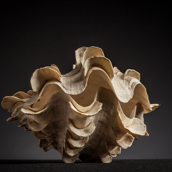 IES_CARDENALCISNEROS_CONCHAS_086