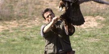 águila real (Aquila chrysaetos)