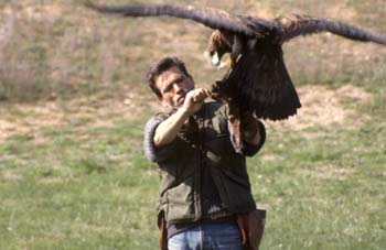 águila real (Aquila chrysaetos)