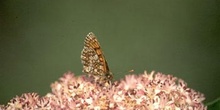 Doncella (Melitaea sp.)