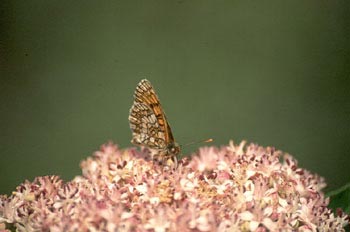 Doncella (Melitaea sp.)