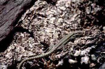 Lagartija roquera - Macho (Podarcis muralis)