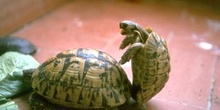 Tortuga mora (Testudo graeca)