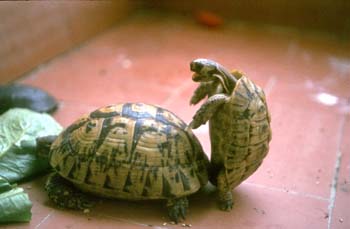 Tortuga mora (Testudo graeca)